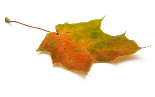 Colorful Autumn Maple Leaf Isolated White — Stock Photo, Image