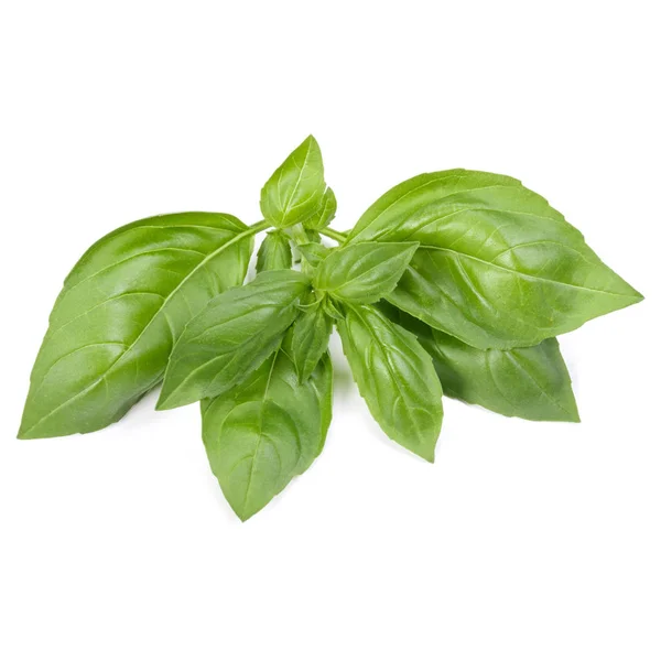 Sweet Basil Herb Liści Białym Tle Białym Tle Genovese Liści — Zdjęcie stockowe