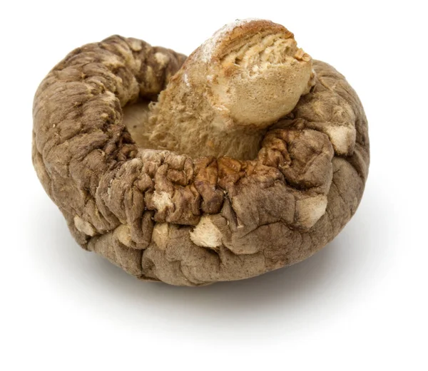 Torkade Shiitake Svamp Isolerad Vit Bakgrund — Stockfoto