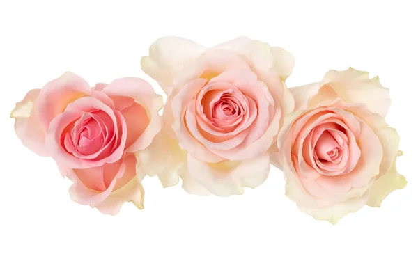 Drei rosa Rosen isoliert auf weißem Hintergrund Nahaufnahme. Rosenfluss — Stockfoto