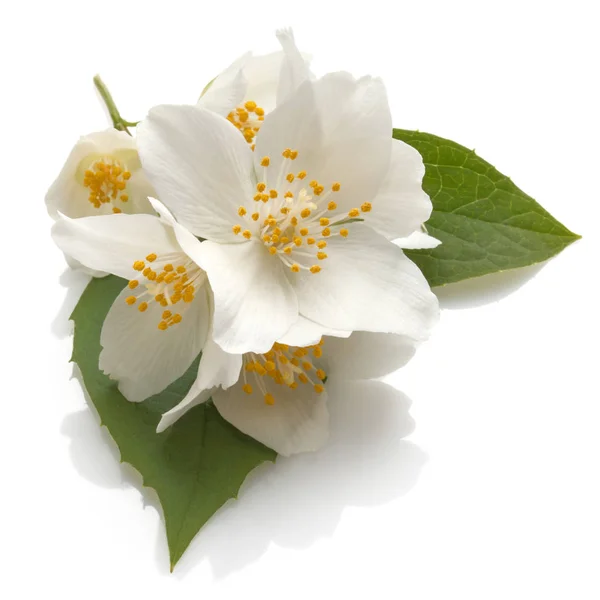 Jasmijn bloemen geïsoleerd op een witte achtergrond knipsel — Stockfoto