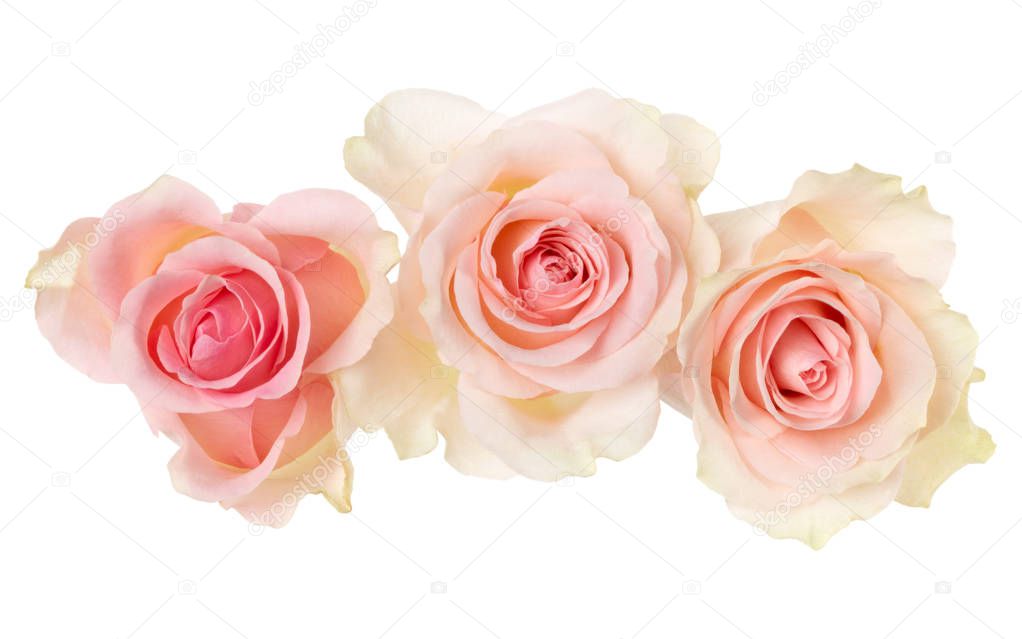 three pink roses isolated on white background closeup. Rose flow