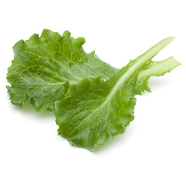 Taze yeşil hindiba salatası yaprak izole o stüdyo atış kapatın