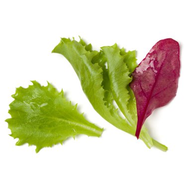 Farklı salata beyaz arka plan üzerinde izole avuç bırakır. Sayfanın Üstü