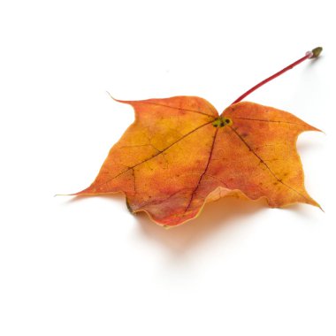 renkli sonbahar akçaağaç yaprağı üzerinde beyaz izole