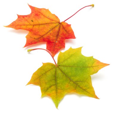 renkli sonbahar akçaağaç yaprağı üzerinde beyaz izole