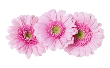 Beyaz arka plan c izole üç pembe gerbera çiçek kafaları