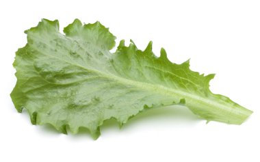 Taze yeşil hindiba salatası yaprak izole o stüdyo atış kapatın