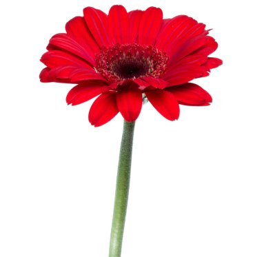 Beyaz bac izole uzun saplı dikey kırmızı gerbera çiçeği
