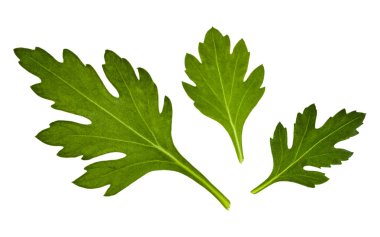 krizantem çiçek yaprakları beyaz arka plan closeup izole