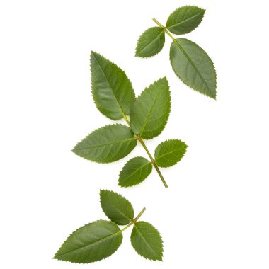 Beyaz arkaplanda yeşil gül yaprağı izole edildi 