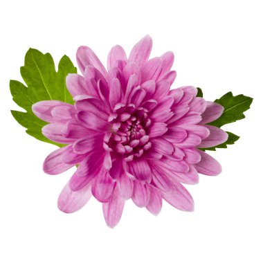 yontma yeşil yaprakları ile bir krizantem çiçek baş