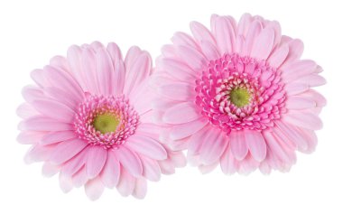 Beyaz backgroun izole iki pembe lale çiçeklerbuket