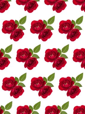 beyaz arka plan c yaprakları ile izole iki kırmızı gül çiçekleri