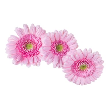 Beyaz arka plan c izole üç pembe gerbera çiçek kafaları