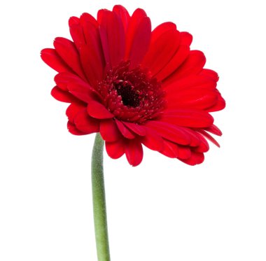 Beyaz bac izole uzun saplı dikey kırmızı gerbera çiçeği