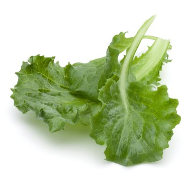 Taze yeşil hindiba salatası yaprak izole o stüdyo atış kapatın