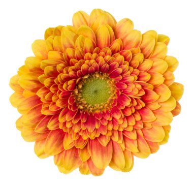   turuncu gerbera çiçek baş beyaz arka plan closeu izole