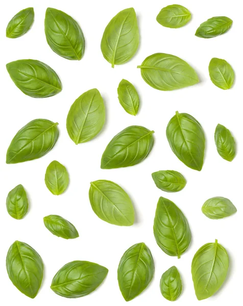 Creative layout made of Sweet Basil herb leaves isolated on whit — Stock Photo, Image