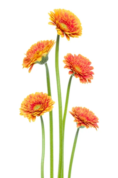 Vertikale orangefarbene Gerbera-Blüten mit langem Stiel isoliert auf weiß — Stockfoto