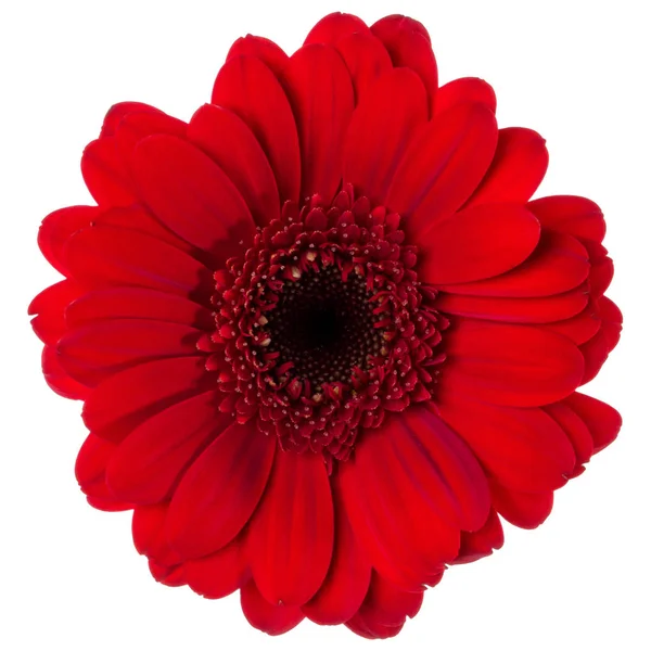 흰색 배경 클로즈업에 고립 된 빨간 거베라 꽃 머리. Ge — 스톡 사진