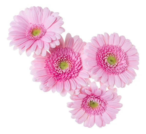 Csokor rózsaszín Gerbera virág fejek elszigetelt fehér backgro — Stock Fotó
