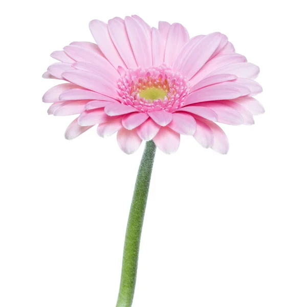 Flor de gerbera rosa vertical com haste longa isolada em ba branca — Fotografia de Stock