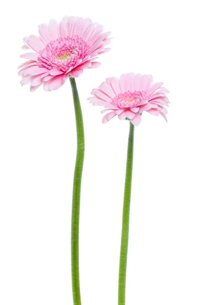 長い茎を持つ2つの垂直ピンクのガーベラの花は、whiに隔離されています — ストック写真