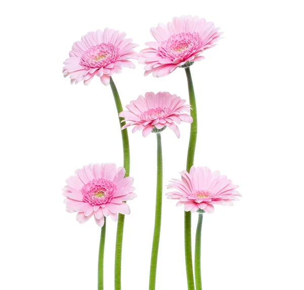 Vertical rosa gerbera flores com haste longa isolado no branco b — Fotografia de Stock