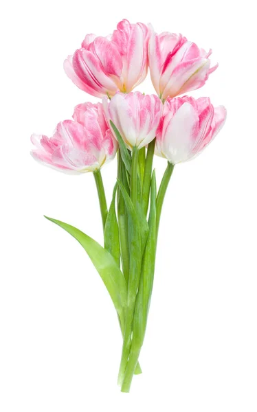Buquê de flores de tulipas rosa primavera isolado em backgrou branco — Fotografia de Stock