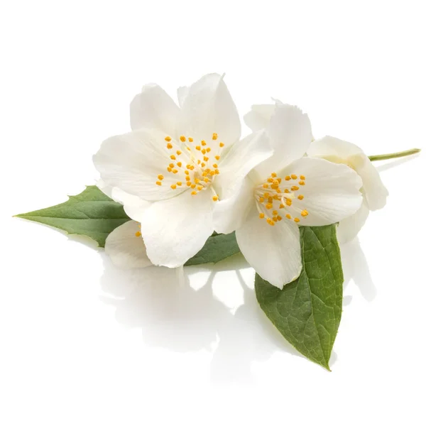 Jasmijn bloemen geïsoleerd op een witte achtergrond knipsel — Stockfoto