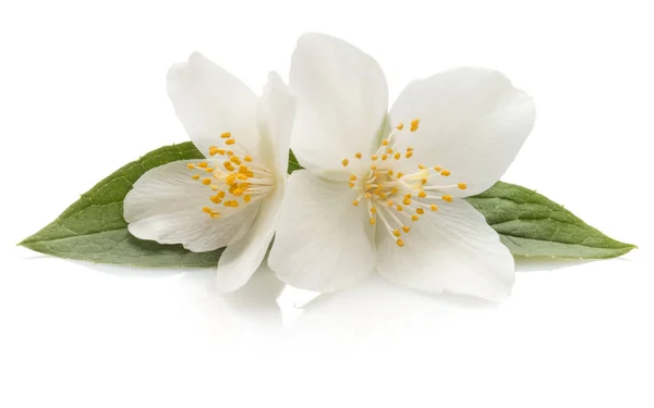 Flores de jasmim isoladas no recorte de fundo branco — Fotografia de Stock