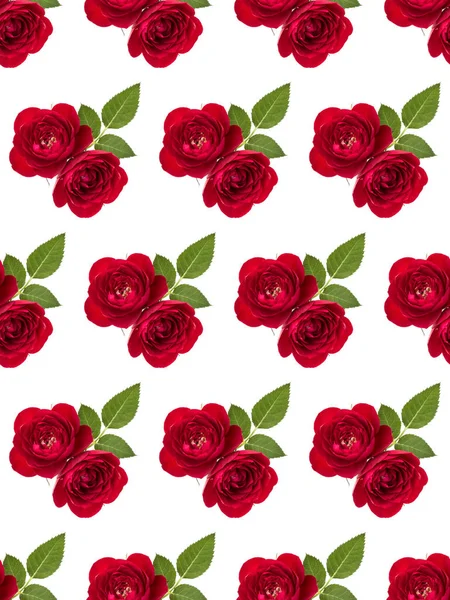 Zwei rote Rosenblüten isoliert mit Blättern auf weißem Hintergrund c — Stockfoto