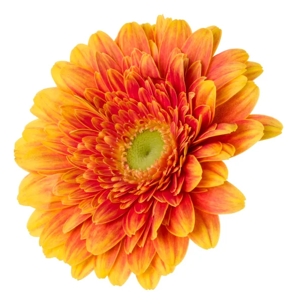 Orange Gerbera blomma huvudet isolerade på vit bakgrund i — Stockfoto