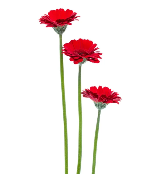Tre fiori di gerbera rosso verticale con fusto lungo isolato su wh — Foto Stock