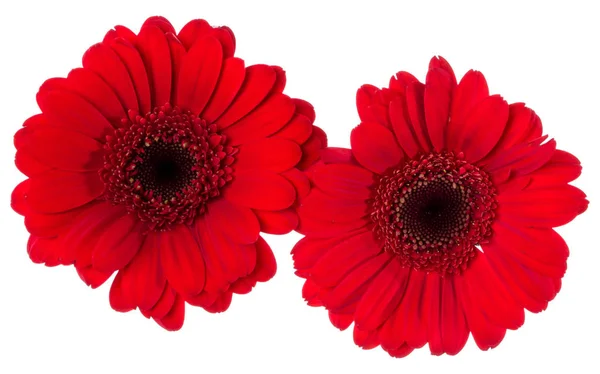 Duas cabeças de flor de gerbera vermelha isoladas em clos de fundo branco — Fotografia de Stock