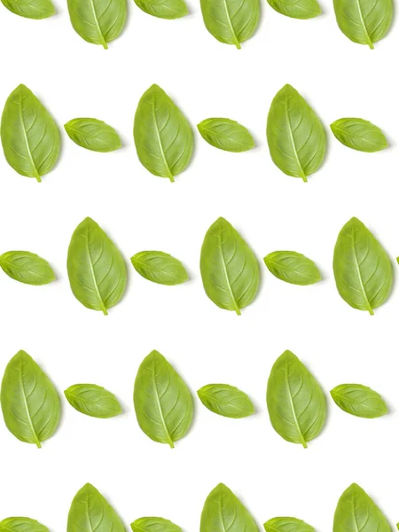 Sweet Basil herb leaves isolated on white background closeup. Fl — Stock Photo, Image