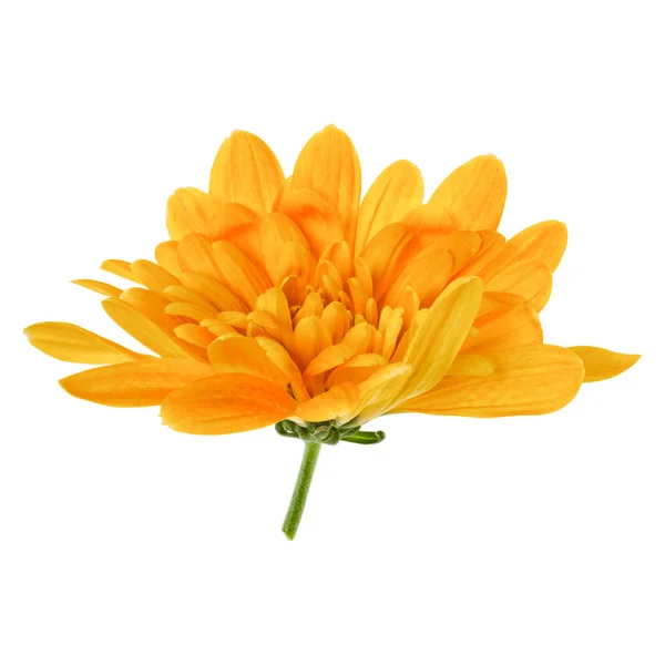 one chrysanthemum flower head isolated on white background close