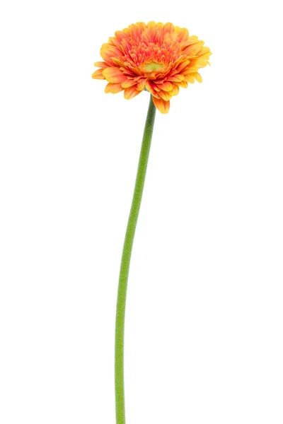 Bunga gerbera oranye vertikal dengan batang panjang terisolasi pada warna putih — Stok Foto