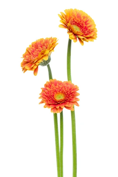 Tre fiori verticali gerbera arancio con fusto lungo isolato su — Foto Stock