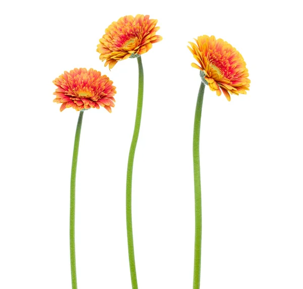 Tre fiori verticali gerbera arancio con fusto lungo isolato su — Foto Stock