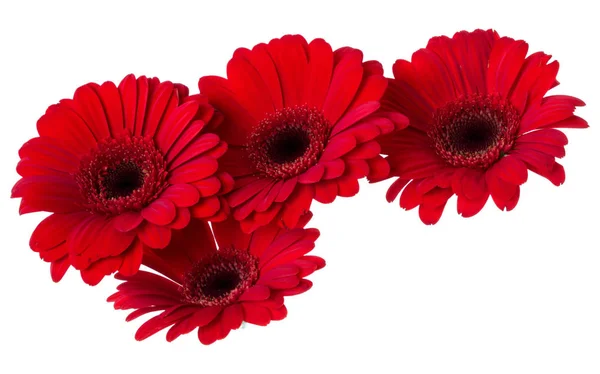 Ramo de cabezas de flores de gerberas rojas aisladas sobre fondo blanco — Foto de Stock