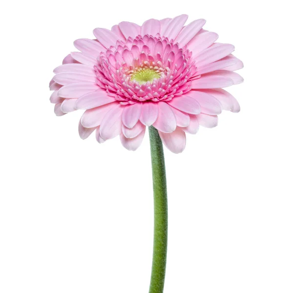 흰색 바에 고립 된 긴 줄기와 수직 핑크 거베라 꽃 — 스톡 사진