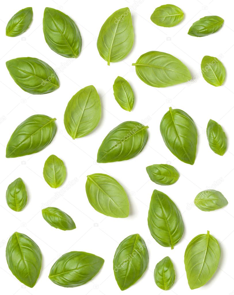 Creative layout made of Sweet Basil herb leaves isolated on whit