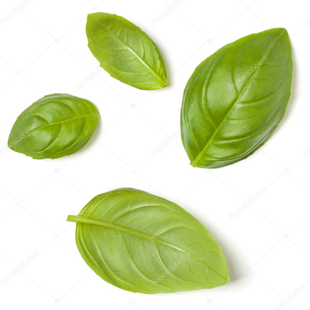 Sweet Basil herb leaves isolated on white background closeup. Fl