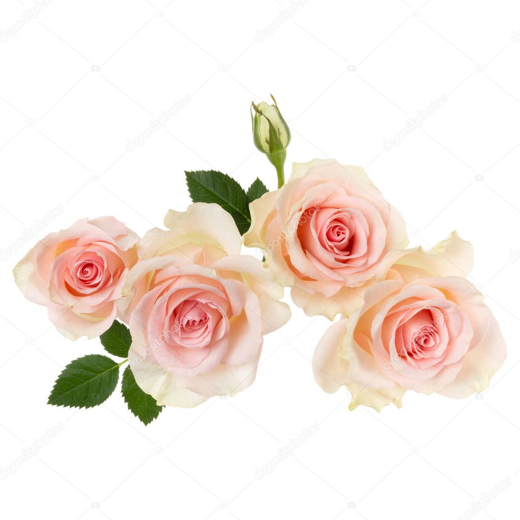 pink roses isolated on white background closeup. Rose flower bou