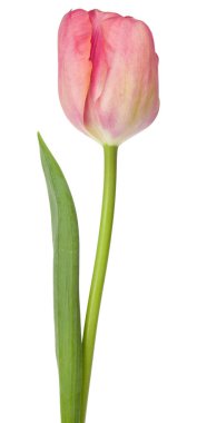 Beyaz arka plan üzerinde izole bir Pembe Lale çiçek
