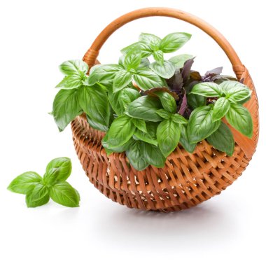 Fesleğen bitki yaprakları grup üzerinde beyaz izole hasır sepet içinde