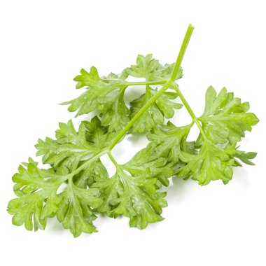 Beyaz arka planda taze maydanoz yaprakları