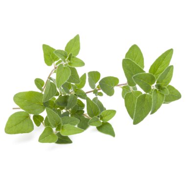 Beyaz arka plan kesme izole kekik veya mercanköşk yaprakları